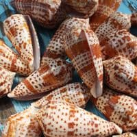 Lynceus Cone Shell | Conus Lynceus | Beach Shells