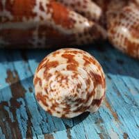 Lynceus Cone Shell | Conus Lynceus | Beach Shells