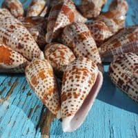 Lynceus Cone Shell | Conus Lynceus | Beach Shells