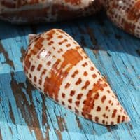 Lynceus Cone Shell | Conus Lynceus | Beach Shells