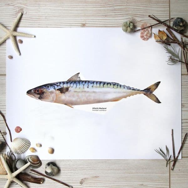 Mackerel Fish Print | Martyn Warren | Scomber Scombrus.