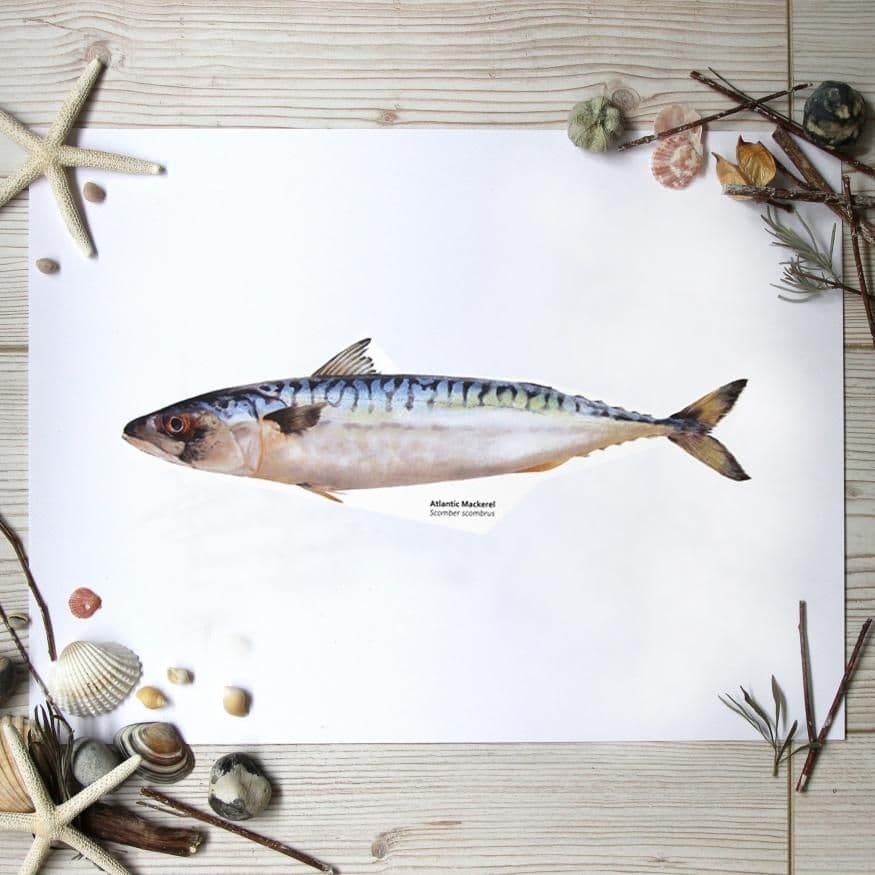 Mackerel Fish Print