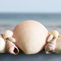 Maldives Beach Seashell Wall Mirror | Shell Mirror