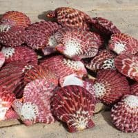 Mantle Scallop Shell | Pecten Phalium | Seashells | Beach Shells