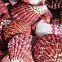 Mantle Scallop Shell | Pecten Phalium | Seashells | Beach Shells