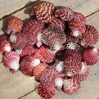 Mantle Scallop Shell | Pecten Phalium | Seashells | Beach Shells