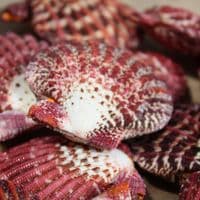 Mantle Scallop Shell | Pecten Phalium | Seashells | Beach Shells