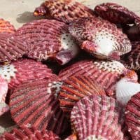 Mantle Scallop Shell | Pecten Phalium | Seashells | Beach Shells