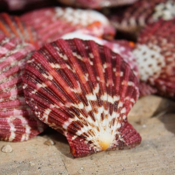 Mantle Scallop Shell | Pecten Phalium | Seashells | Beach Shells