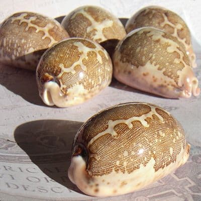 Map Cowrie Shells | Seashells | Cypraea Mappa Shell