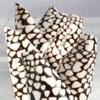 Marble Cone Shell | Conus Marmoreus