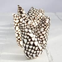 Marble Cone Shell | Conus Marmoreus