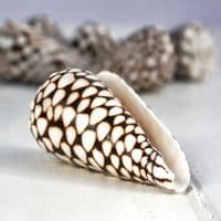 Marble Cone Shell | Conus Marmoreus