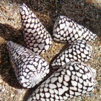 Marble Cone Shell | Conus Marmoreus