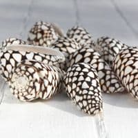 Marble Cone Shell | Conus Marmoreus