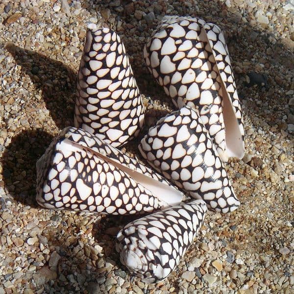 Marble Cone Shell | Conus Marmoreus
