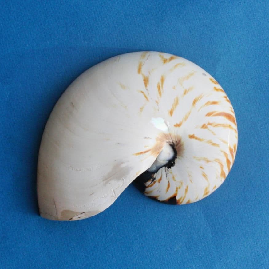 Mark Daniels Shell