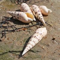 Marlin Spike Auger Shell | Terebra Maculata Linne
