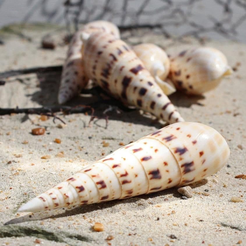 Marlin Spike Auger Shell | Terebra Maculata Linne