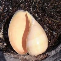 Melon Shell  | Large Seashell