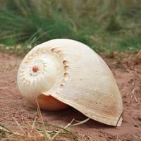 Melon Shell  | Large Seashell