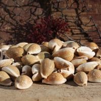 Milliaris Cowrie Shell | Cypraea Milliaris | Natural Seashell