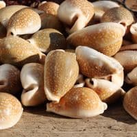 Milliaris Cowrie Shell | Cypraea Milliaris | Natural Seashell