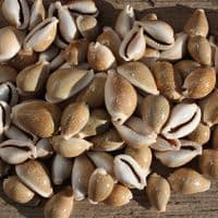 Milliaris Cowrie Shell | Cypraea Milliaris | Natural Seashell
