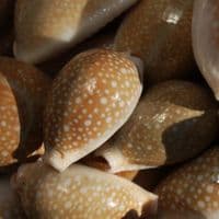 Milliaris Cowrie Shell | Cypraea Milliaris | Natural Seashell