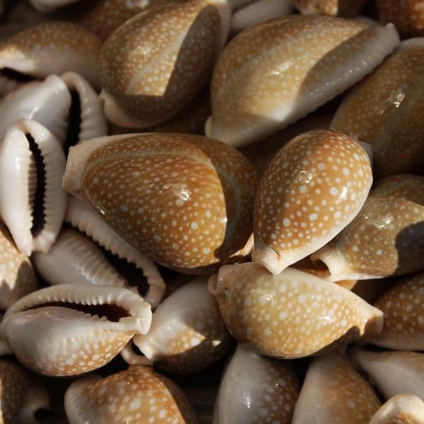 Milliaris Cowrie Shell | Cypraea Milliaris | Natural Seashell