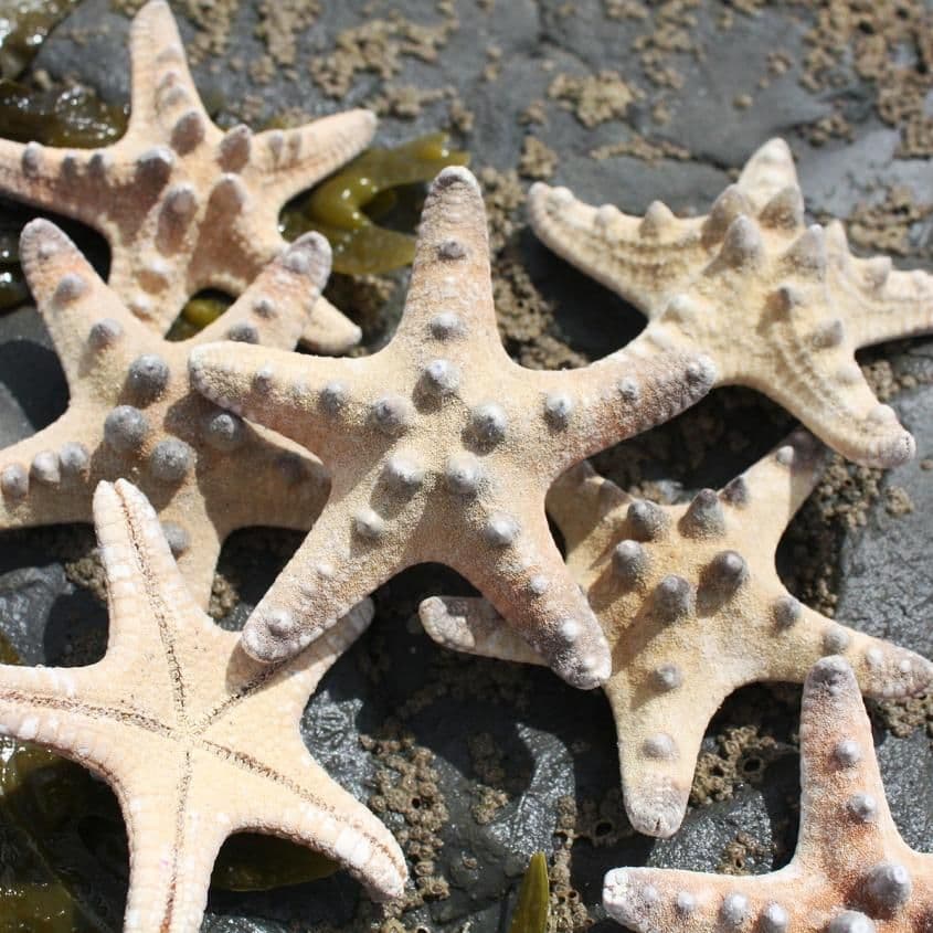 Mini Knobbly Starfish
