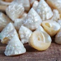 Mini Pearlised Top Shells | Trochidae Shells | Polished Shell
