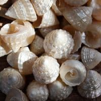 Mini Pearlised Top Shells | Trochidae Shells | Polished Shell
