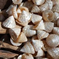 Mini Pearlised Top Shells | Trochidae Shells | Polished Shell