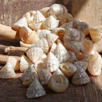 Mini Pearlised Top Shells | Trochidae Shells | Polished Shell
