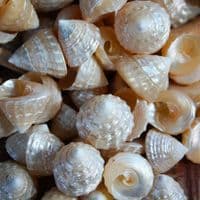 Mini Pearlised Top Shells | Trochidae Shells | Polished Shell