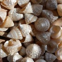 Mini Pearlised Top Shells | Trochidae Shells | Polished Shell