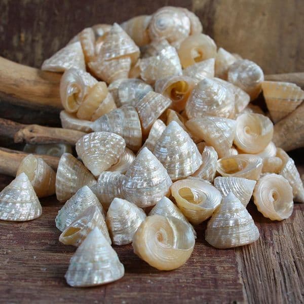 Mini Pearlised Top Shells | Trochidae Shells | Polished Shell