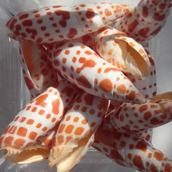 Mitre Mitre Shell | Shells | Seashells | Beach shells