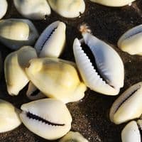 Money Cowrie Shell Pack | Cypraea Moneta