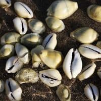 Money Cowrie Shell Pack | Cypraea Moneta