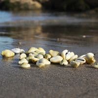 Money Cowrie Shell Pack | Cypraea Moneta