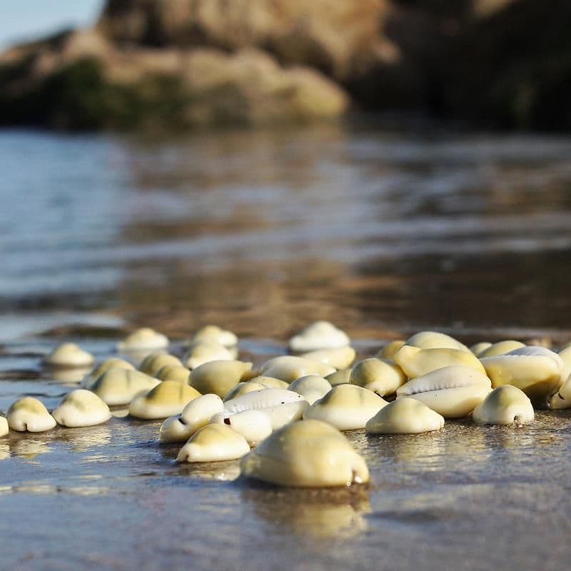 Money Cowrie Shell Pack | Cypraea Moneta