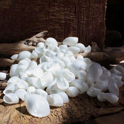 Moon Shell Pack