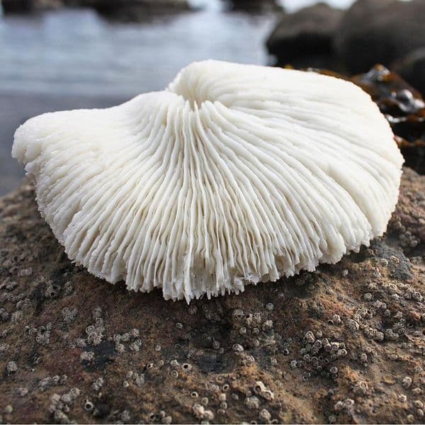 Mushroom Coral Sculpture | Faux Resin Sea Coral | Artificial Coral