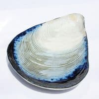 Mussel Shell Shaped Dish/Platter