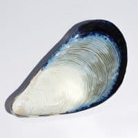 Mussel Shell Shaped Dish/Platter