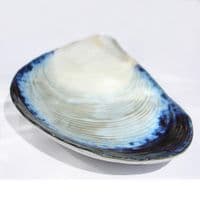Mussel Shell Shaped Dish/Platter