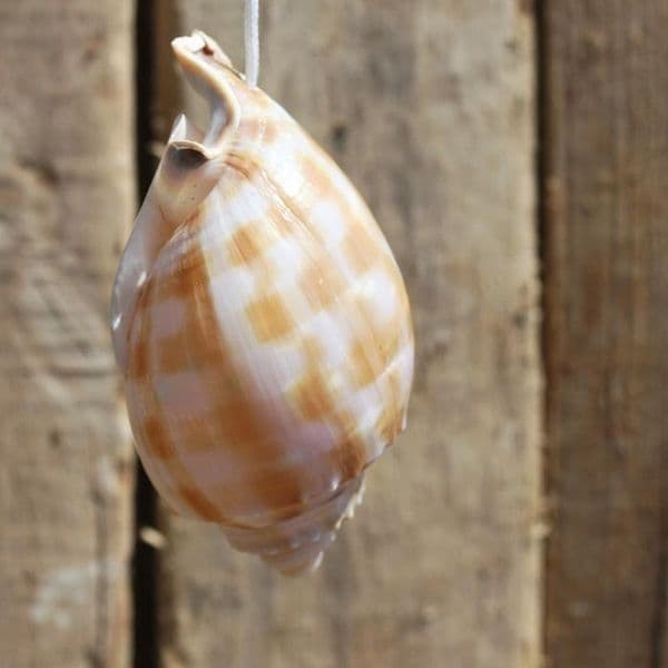 Natural Bonnet Shell Light Pull | Decorative Light Pull | Light Pull Switch