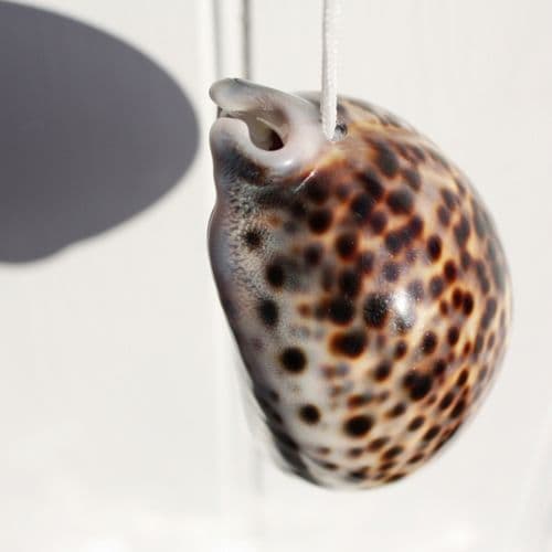 Natural Cowrie Shell Light Pull